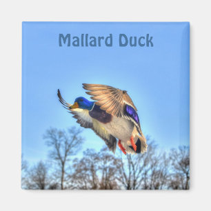 Flying Mallard Duck Drake Wildlife Foto Magneet