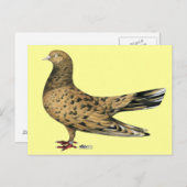 Flying Oriental Roller Pigeon Almond Briefkaart (Voorkant / Achterkant)