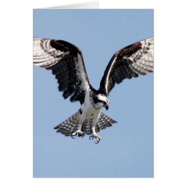Flying Osprey (Voorkant)
