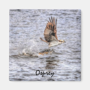 Flying Osprey & Fish HDR Wildlife Photo Gift Magneet