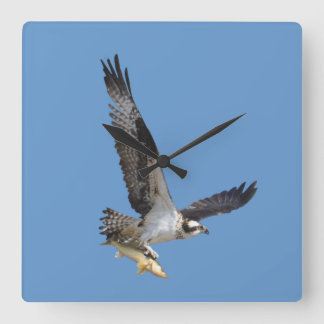 Flying Osprey & Fish Wildlife Photography Vierkante Klok