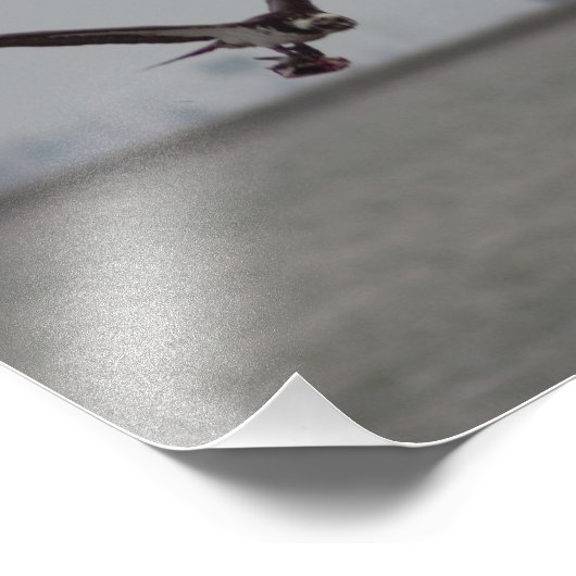 Flying Osprey Photo (Coin)