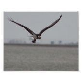 Flying Osprey Photo (Devant)