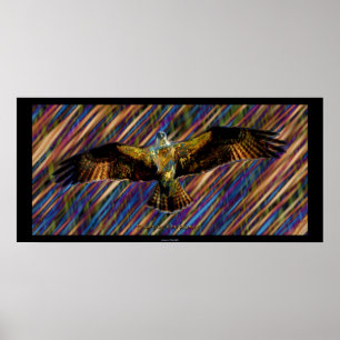 Flying OSPREY Raptor Modern Art Poster
