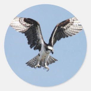 Flying Osprey Ronde Sticker