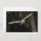 Flying owl briefkaart (Voorkant / Achterkant)