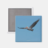 Flying Pelican Magnet 10 (Recto/Verso)