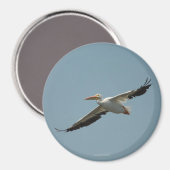 Flying Pelican Magnet 4 (Recto/Verso)