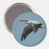 Flying Pelican Magnet 5 (Recto/Verso)
