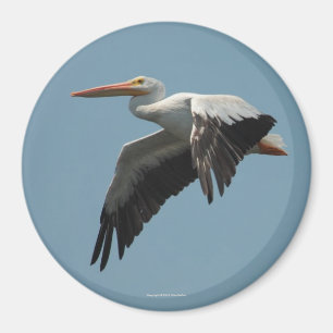 Flying Pelican Magnet 5 Magneet