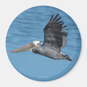 Flying Pelican Magnet 8