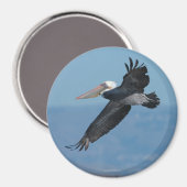 Flying Pelican Magnet 9 (Recto/Verso)