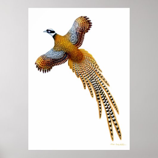 Flying Reeves Pheasant Print (Voorkant)