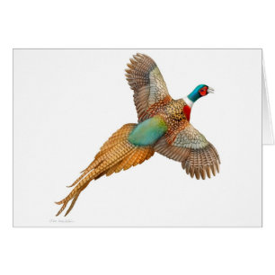 Flying Ringnek Pheasant Card