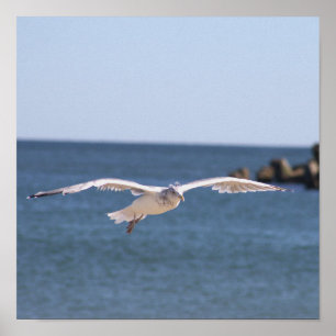 Flying Seagull Foto Poster