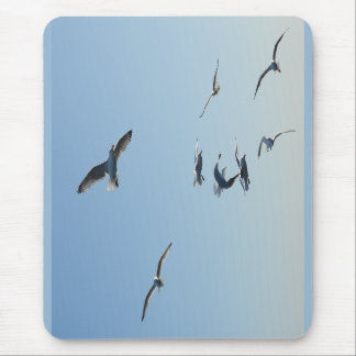 Flying Seagulls Coastal Ocean Bird Nature Desk  Muismat