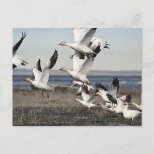 Flying Snow Geese Briefkaart
