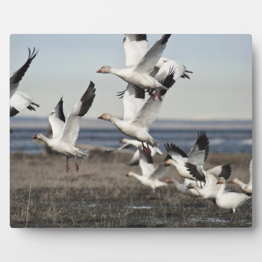 Flying Snow Geese Fotoplaat (Voorkant)