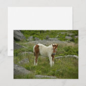 Foal Briefkaart (Voorkant / Achterkant)