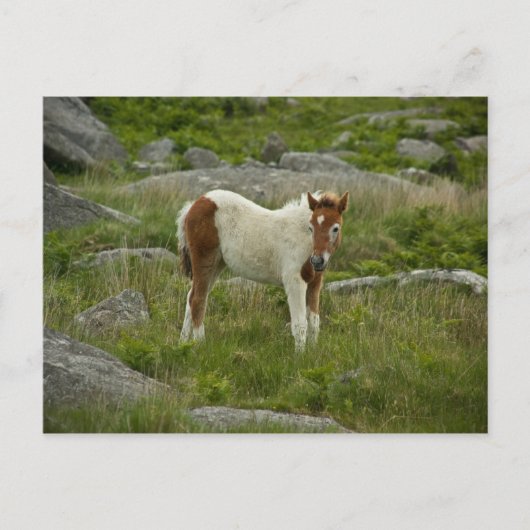 Foal Briefkaart (Voorkant)