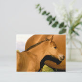 Foal Closeup Briefkaart (Staand voorkant)