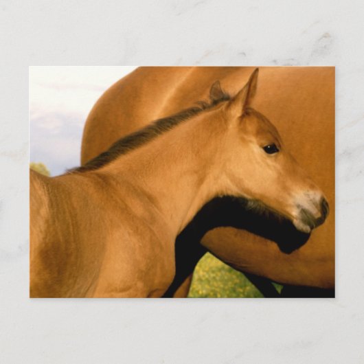 Foal Closeup Briefkaart (Voorkant)