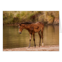 Foal in de rivier