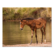 Foal in de rivier