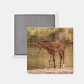 Foal in de rivier magneet (Voorkant / Achterkant)