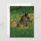 Foal Laying Down in Flowers Briefkaart (Voorkant / Achterkant)