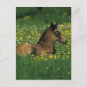 Foal Laying Down in Flowers Briefkaart (Voorkant)