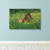 Foal Laying Down in Flowers Canvas Afdruk (Insitu (Houten vloer))