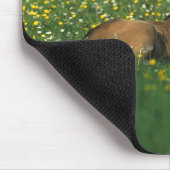 Foal Laying Down in Flowers Muismat (Hoek)