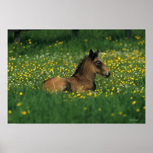 Foal Laying Down in Flowers Poster (Voorkant)