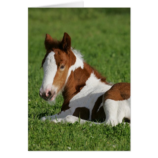 Foal Laying in Grass (Voorkant)