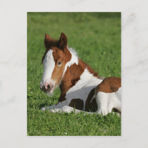 Foal Laying in Grass Briefkaart