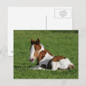 Foal Laying in Grass Briefkaart (Voorkant / Achterkant)