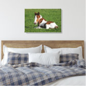 Foal Laying in Grass Canvas Afdruk (Insitu (Slaapkamer))