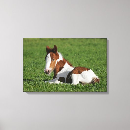 Foal Laying in Grass Canvas Afdruk (Voorkant)