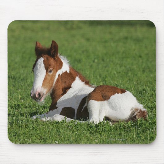 Foal Laying in Grass Muismat (Voorkant)