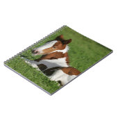 Foal Laying in Grass Notitieboek (Linkerzijde)