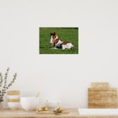 Foal Laying in Grass Poster (Keuken)
