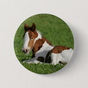 Foal Laying in Grass Ronde Button 5,7 Cm