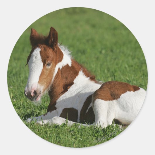 Foal Laying in Grass Ronde Sticker (Voorkant)