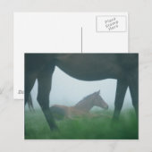 Foal omgeven door moeder briefkaart (Voorkant / Achterkant)