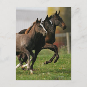 Foal Running Briefkaart