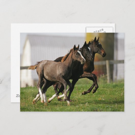 Foal Running Briefkaart (Voorkant / Achterkant)