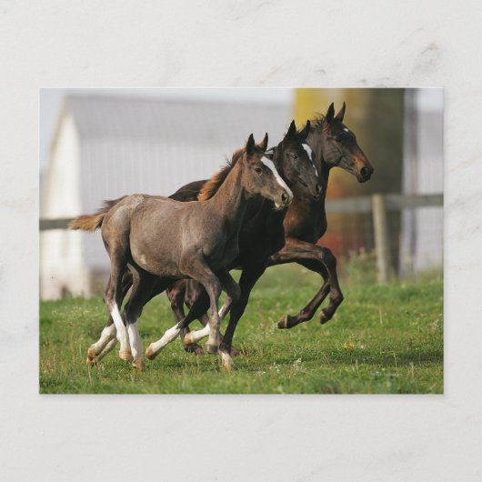 Foal Running Briefkaart (Voorkant)