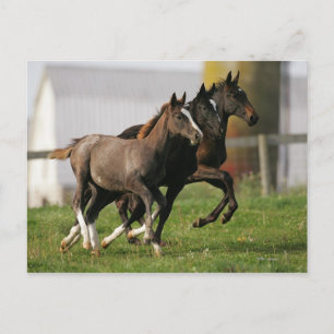 Foal Running Briefkaart