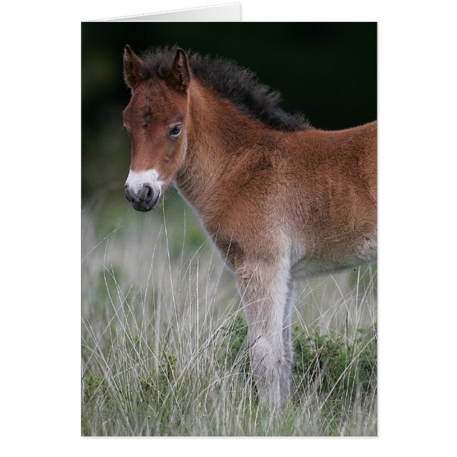Foal Standing (Voorkant)
